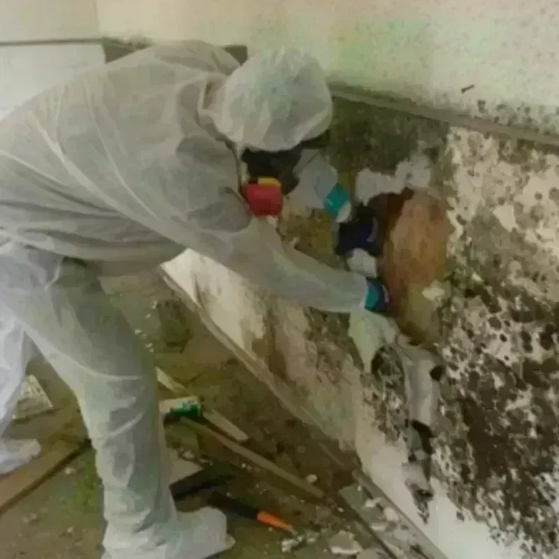 Mold Remediation and Removal in Warren, RI